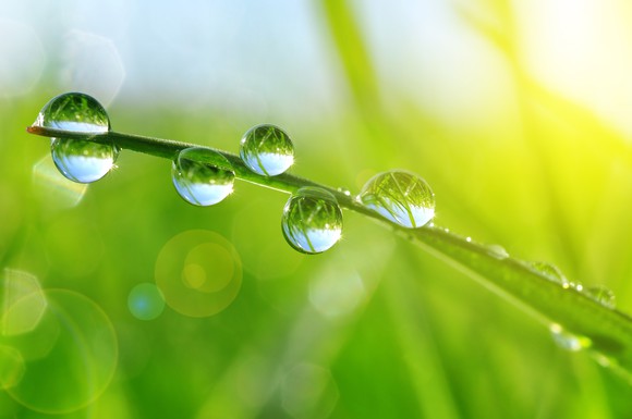 Dew drops on a blade of grass.