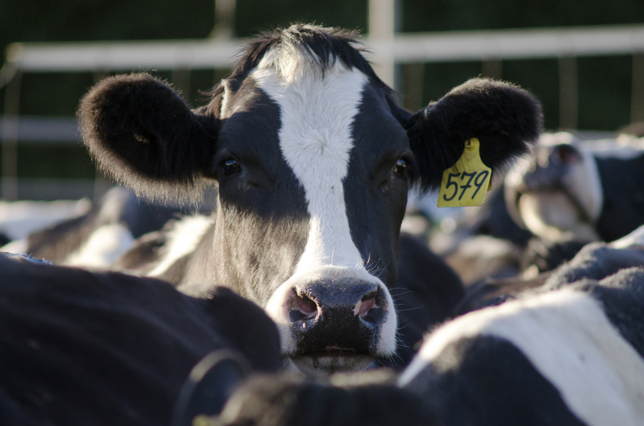 A cow. 