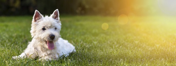 A small white dog lays happily on the grass in the sun.