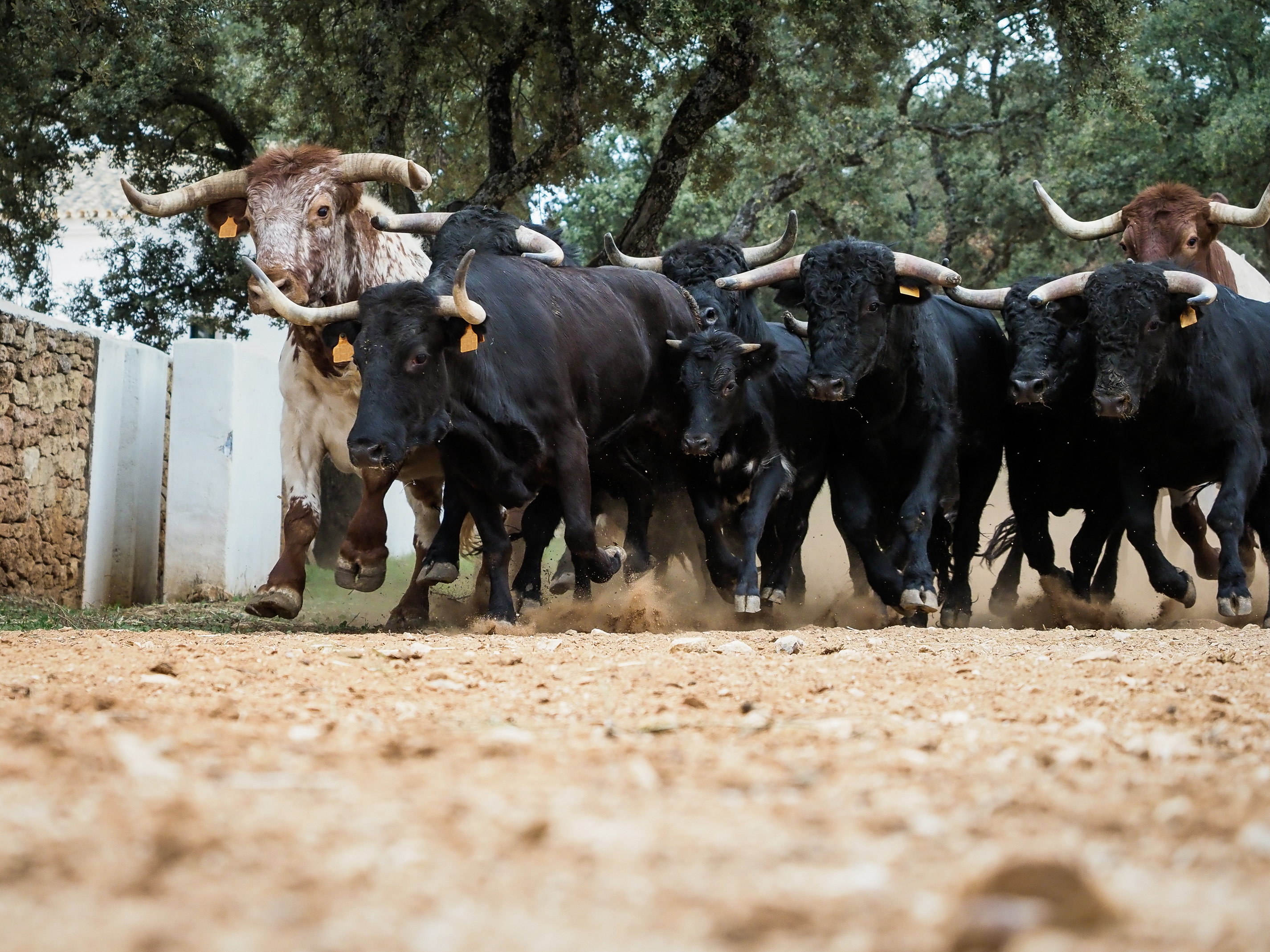 Bull stampede