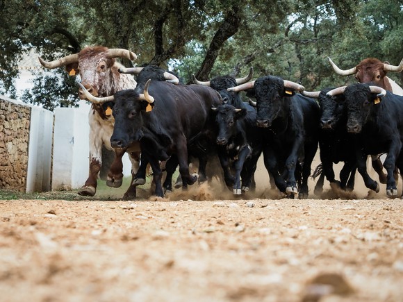 Bulls stampede