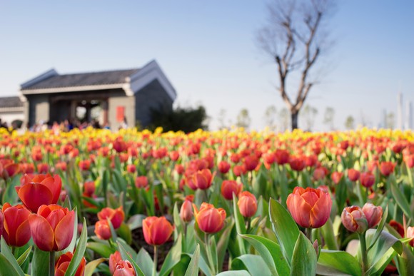 A tulip garden in front of a home.