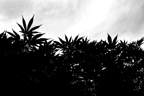 Silhouette of marijuana plants