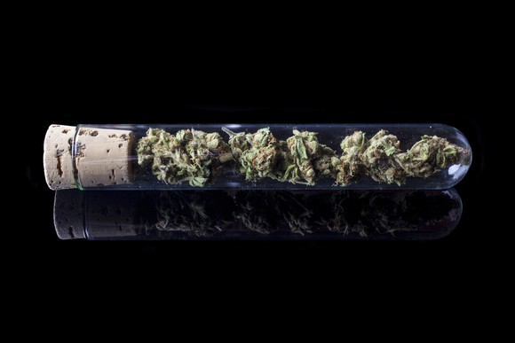 Marijuana buds in a test tube