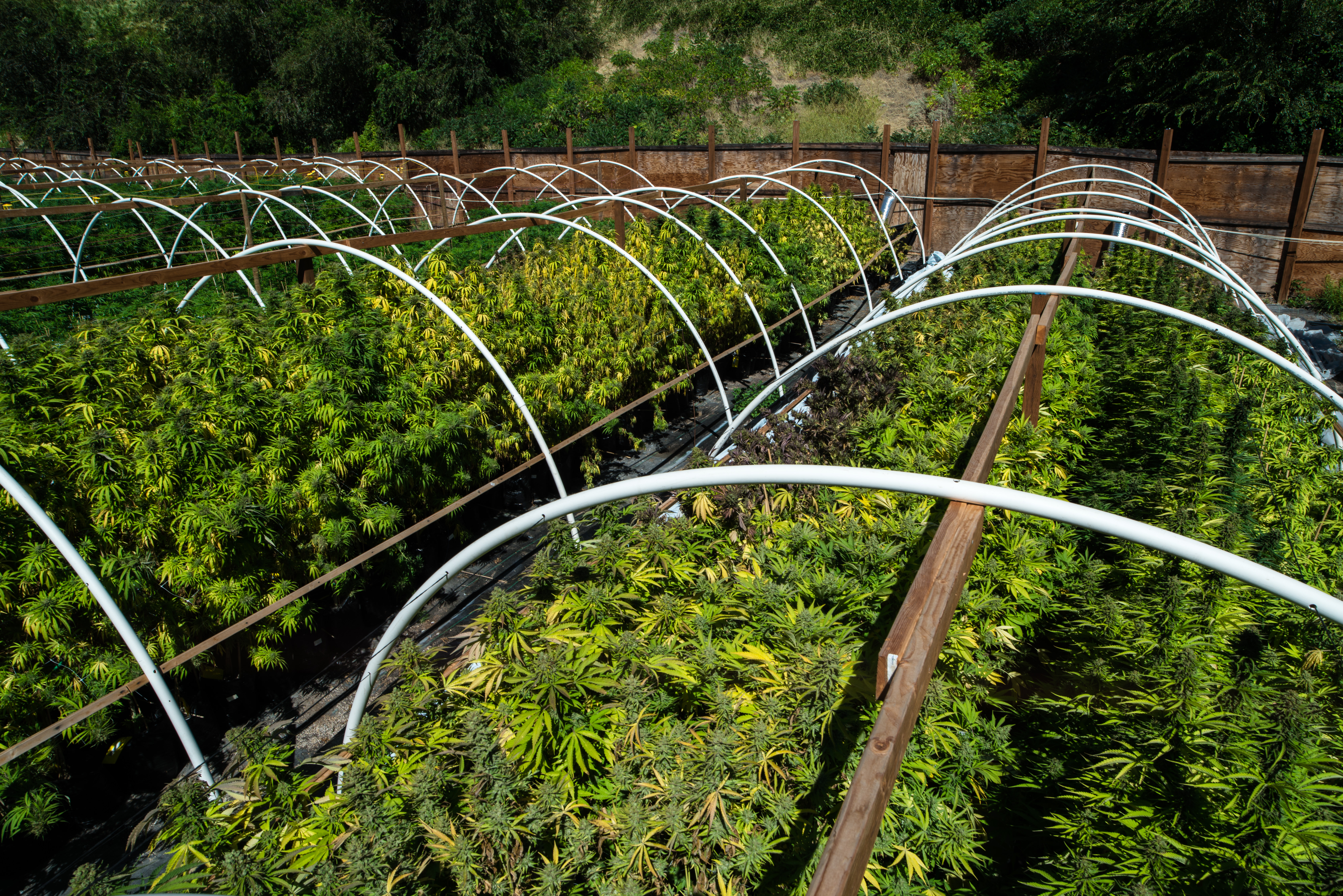 An outdoor commercial cannabis grow farm.