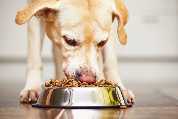A dog eats dog food out of a bowl.