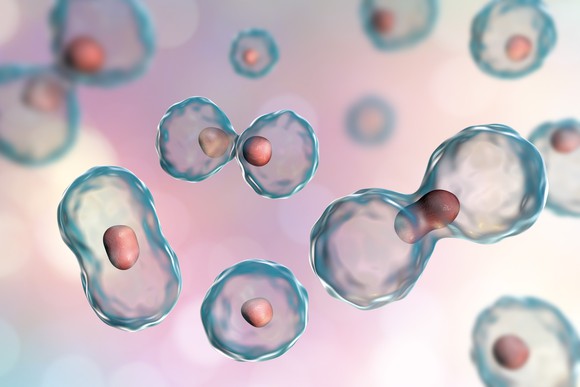 An illustration of several cells multiplying.