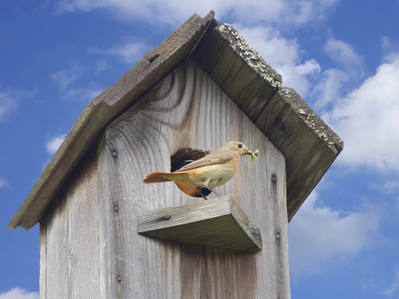 A bird at a bird house with a worm it its mouth.