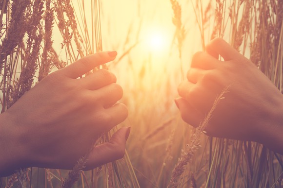Two hands parting wheat to reveal sunshine behind it