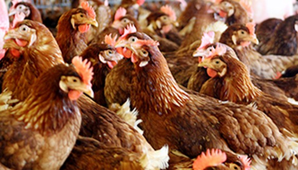 A flock of brown egg-laying hens.