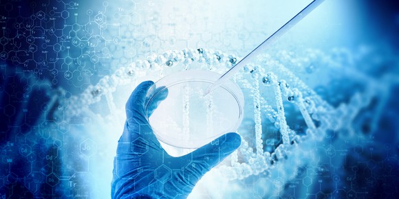 Scientist pipetting DNA into a petri dish.