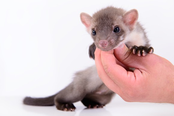 Weasel in hand