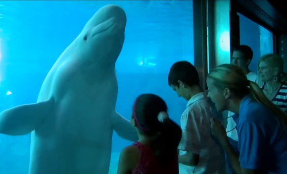 Dolphin up against the glass of an aquarium wall in front of family viewers.