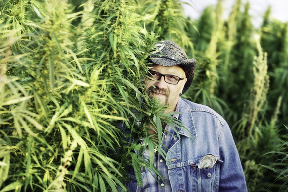 A man standing in the middle of a commercial hemp grow farm.