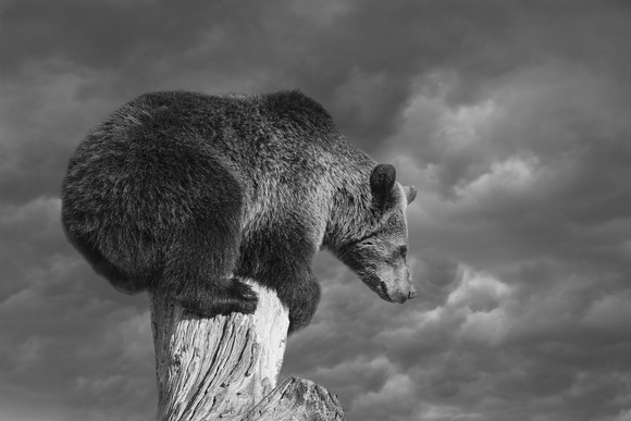 A bear on a tree stump.