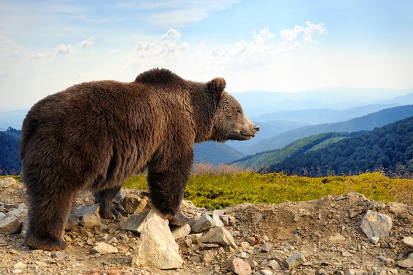 A bear on top of a mountain peak looking over a valley.