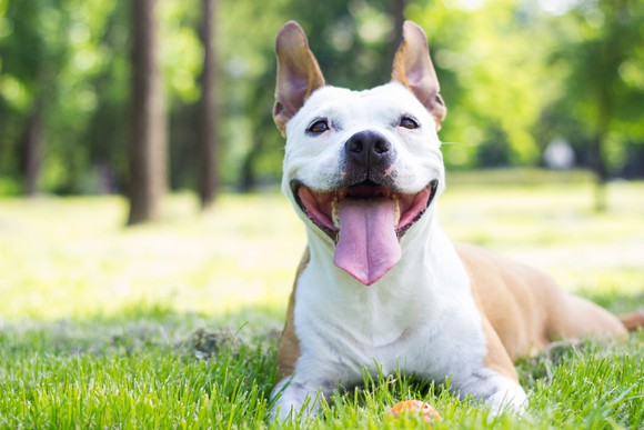 Dog lying on grass with mouth open and tongue out