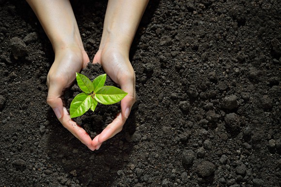A pair of hands cupped around a small plant