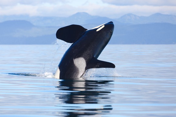 Picture of a killer whale jumping in the ocean