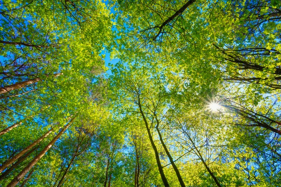 Sunny tree canopy