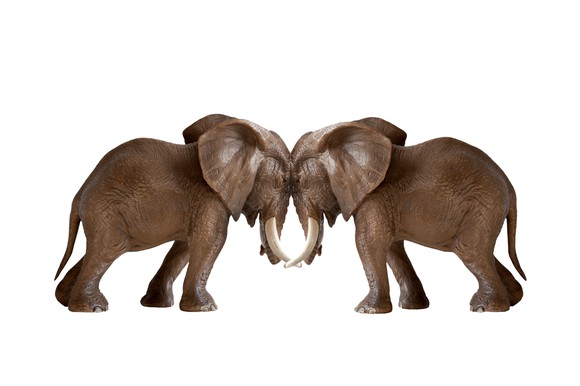 Two elephants facing each other