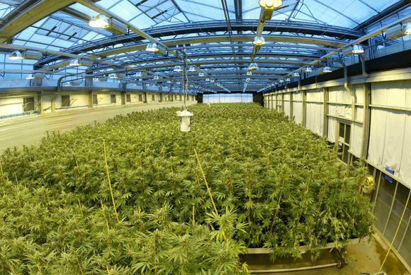 Marijuana grows in a GW Pharmaceuticals greenhouse.
