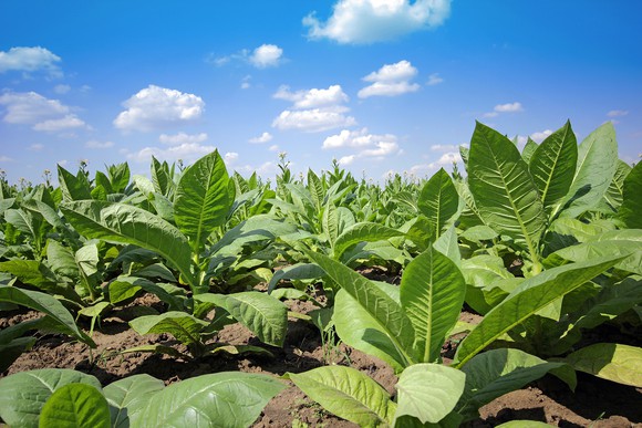 Tobacco in field