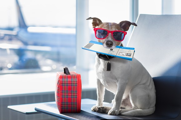 A dog sitting in an airport with a plane ticket in his mouth.