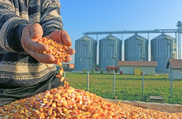 A person scooping up a pile of corn grains, grain elevators are in the background.
