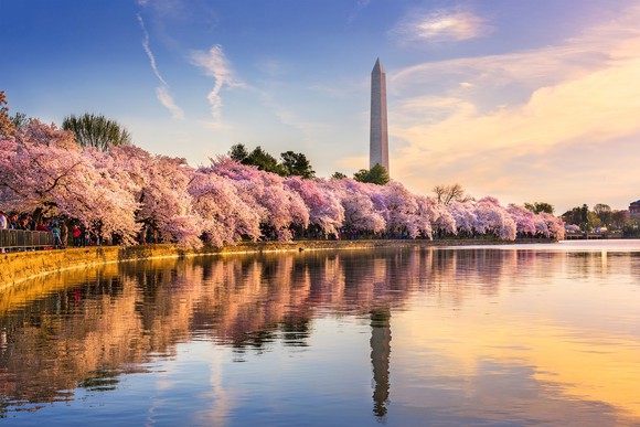 Washington Monument in background, with cherry blossom trees in bloom in front of body of water.