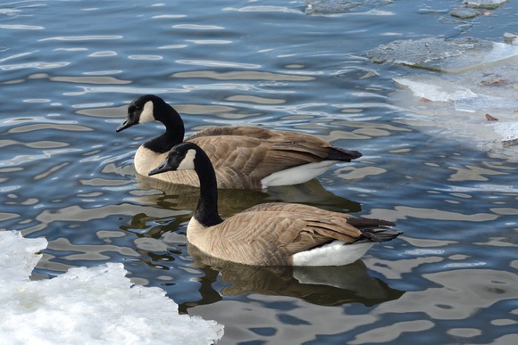 Two Canada geese paddling in water.