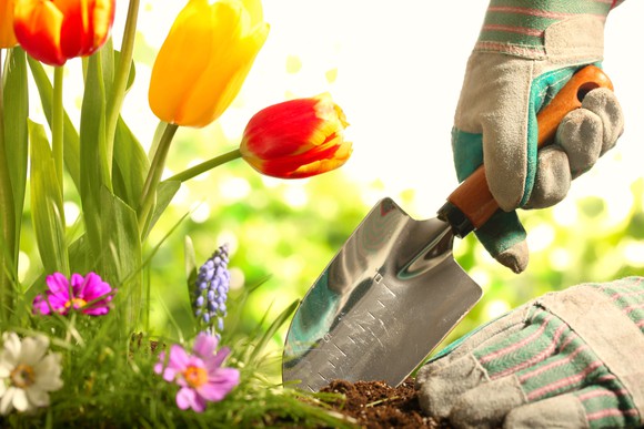 A gardener with a hand shovel planting tulips.