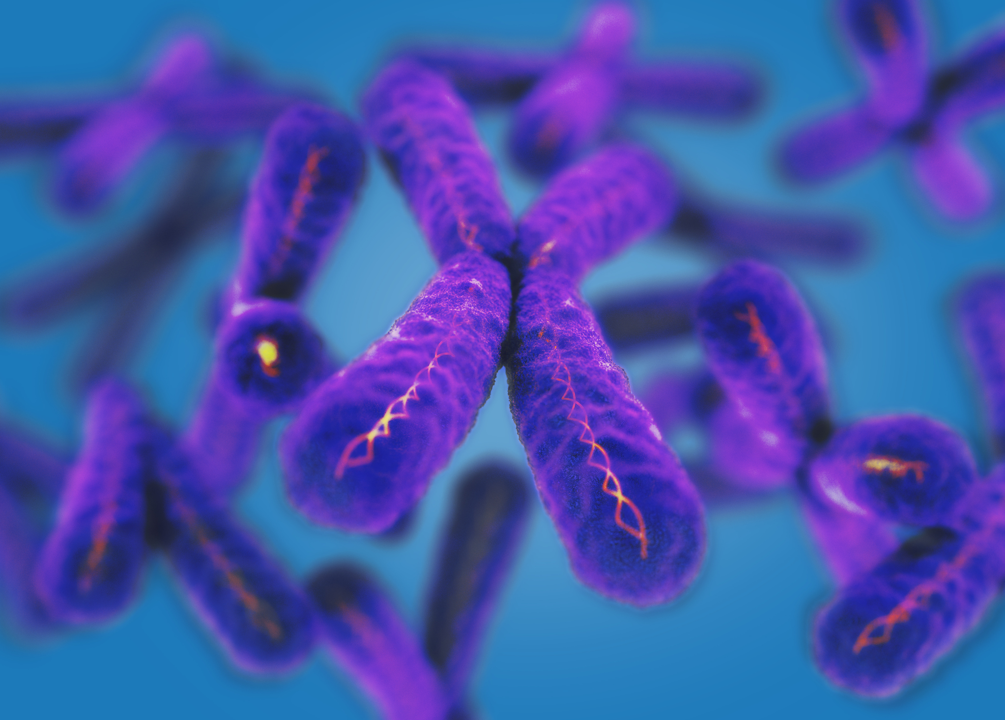 A group of chromosomes.