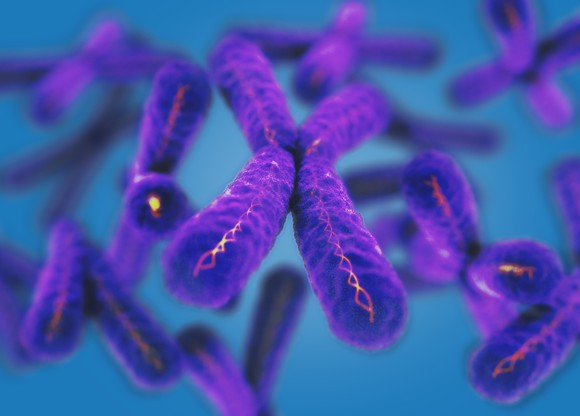 A group of chromosomes.