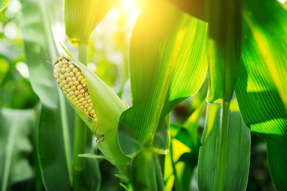 An ear of corn on the stalk in a crop.
