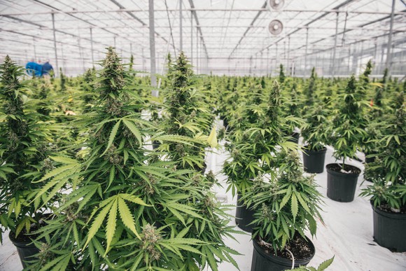 Marijuana growing in pots in a greenhouse.