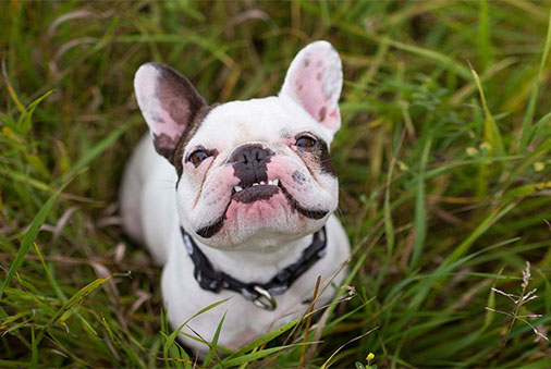 A bulldog in a patch grass.