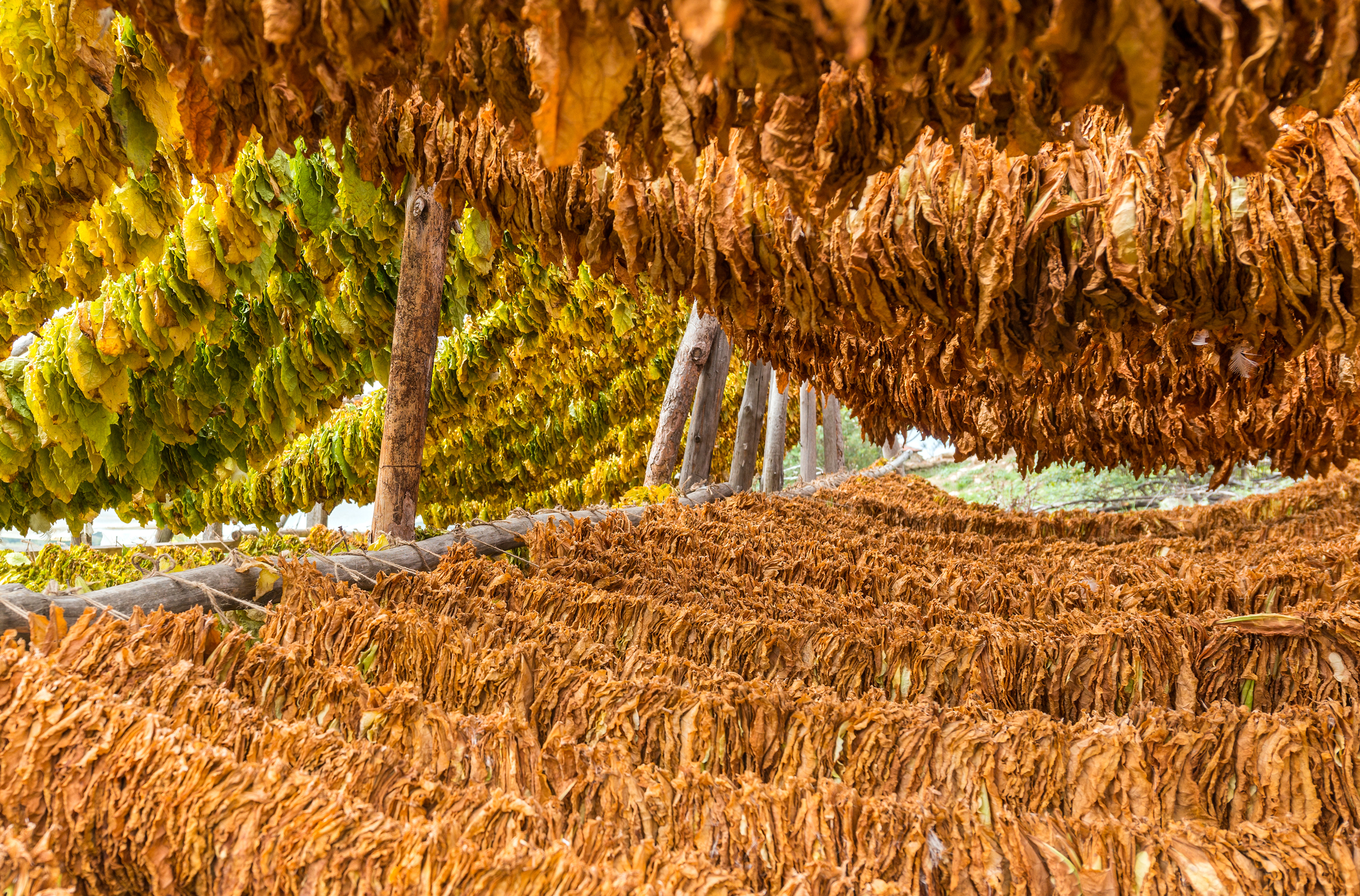Tobacco leaves drying from hung lines.