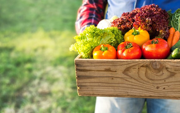 Farmer holding a wooden box of lettuce and colorful bell peppers.