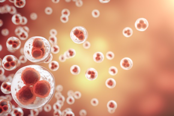 Microscopic image of human blood.