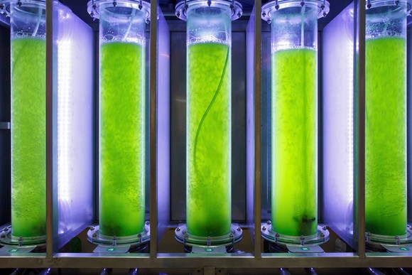 Photobioreactors in a lab full of green algae.