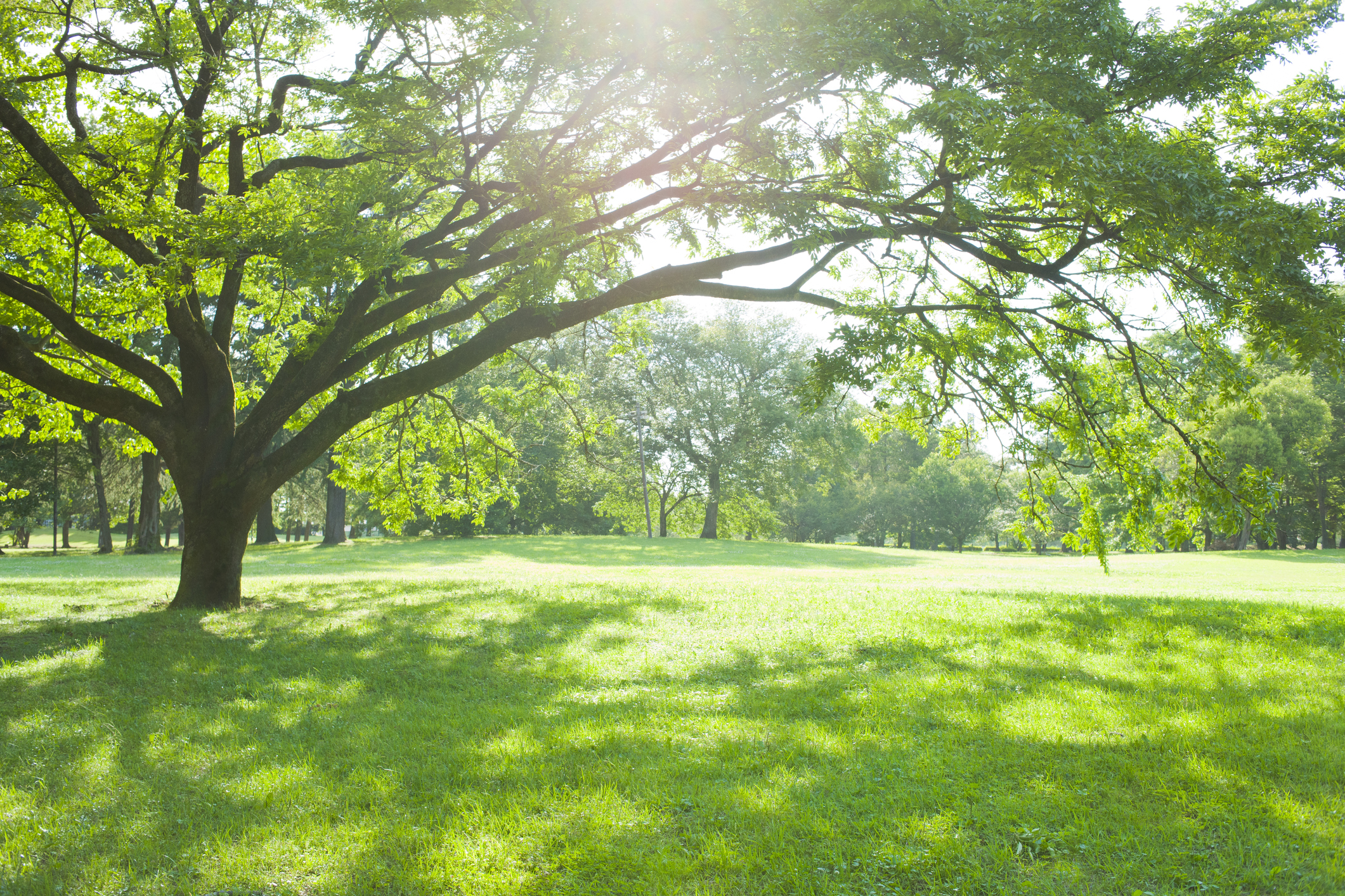 A tree with long branches casts a wide shadow in a park.