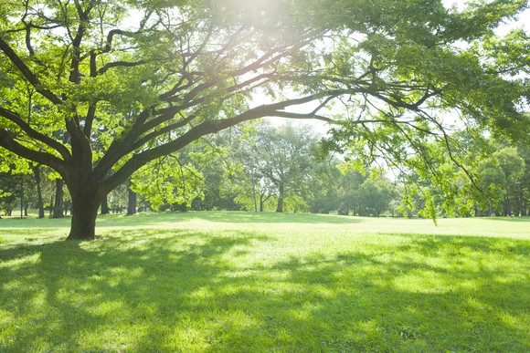 A tree with long branches casts a wide shadow in a park.