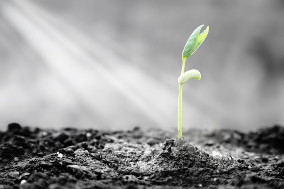 A plant emerges out of the ground.