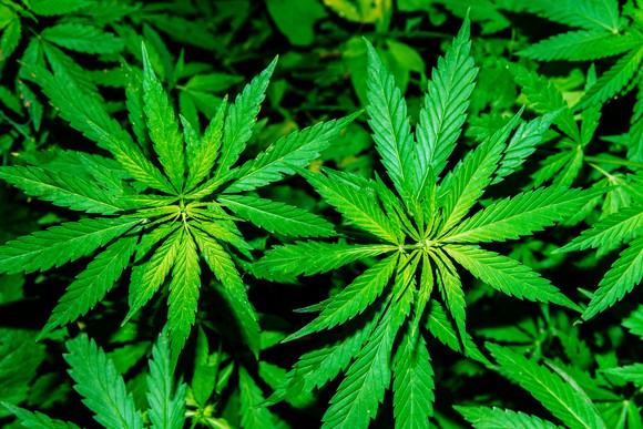 Marijuana plant