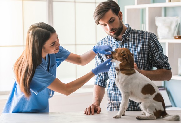 Woman in scrubs examining a dog