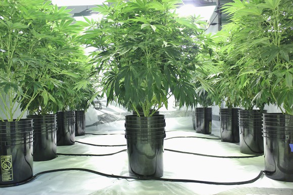 A hydroponic cannabis grow facility.