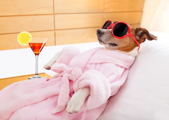 A dog relaxing in a bathrobe and sunglasses, next to a martini