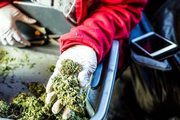 A cannabis processor holding a trimmed bud in their left hand.