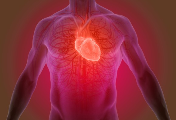 3D image of a human heart inside the body.